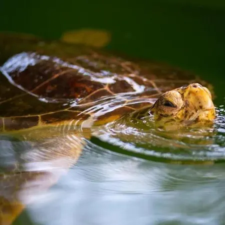 Villa Sasha 1 Ortaca (Mugla)