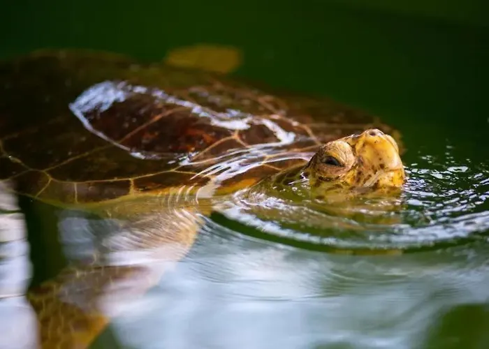 Villa Sasha 1 Ortaca (Mugla)